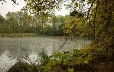 staw Bażantarnia_Pępowo