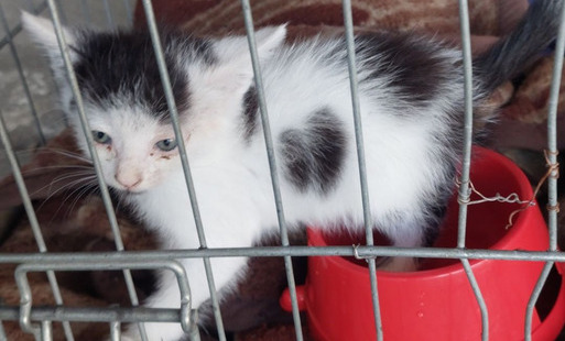 Zdjęcie do Kotek pilnie szuka domu